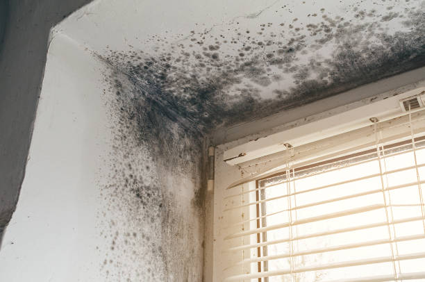 Affordable Mold Testing solutions in Capitol Heights, MD